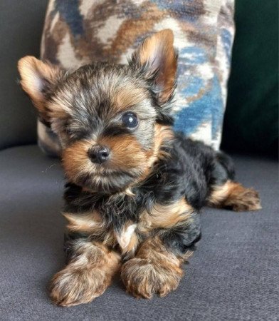 Yorkshire terrier