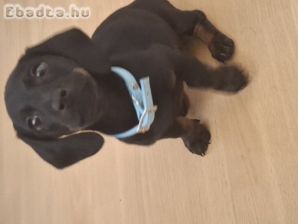 Tacskó kislány eladó