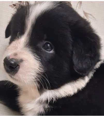 Border collie kiskutya elvihető