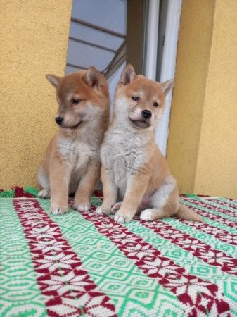 Shiba inu