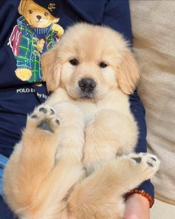 Golden Retriever