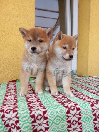 Shiba inu