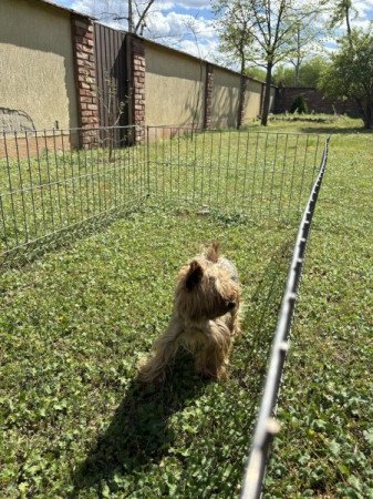 Yorkshire terrier