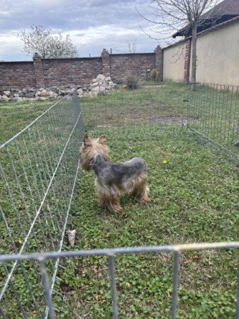 Yorkshire terrier