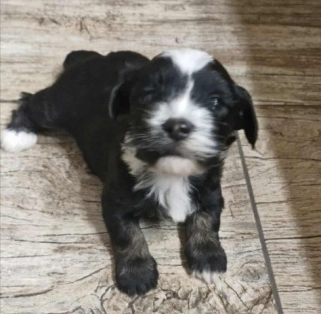 Bischon havanese