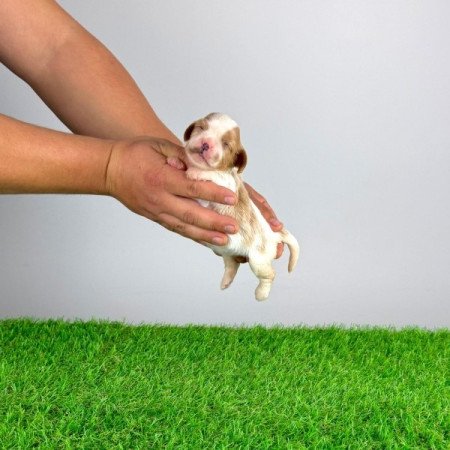 Cavalier King Charles spániel