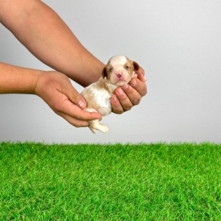 Cavalier King Charles spániel