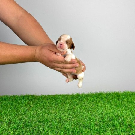 Cavalier King Charles spániel