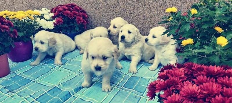 Golden retriever jellegű