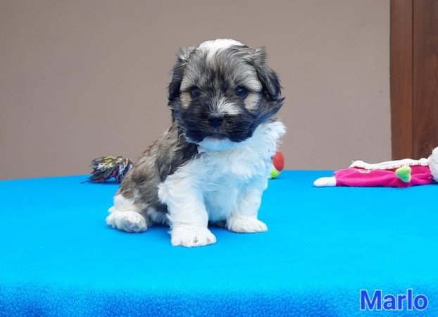 Bichon Havanese