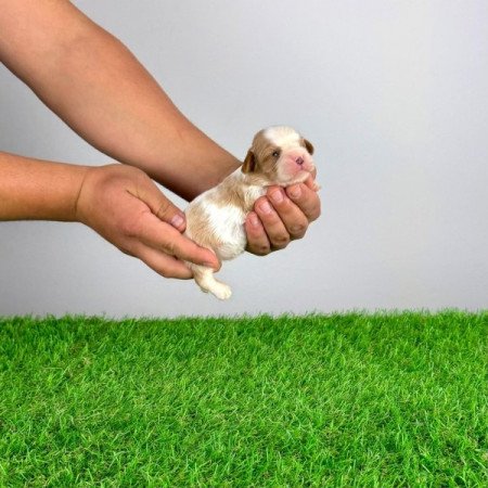 Cavalier King Charles spániel