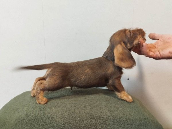 Szálkás szőrű tacskó