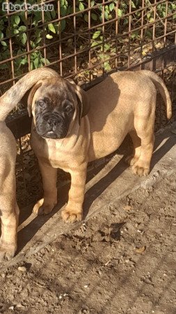Eladó törzskönyvezett bullmastiff kiskutya