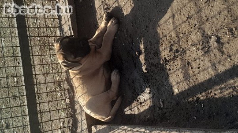 Eladó törzskönyvezett bullmastiff kiskutya