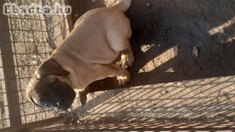 Eladó törzskönyvezett bullmastiff kiskutya