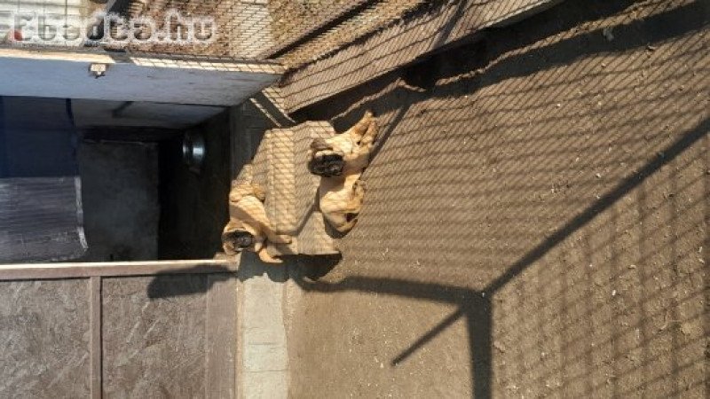 Eladó törzskönyvezett bullmastiff kiskutya