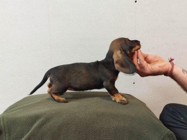 Szálkás szőrű tacskó