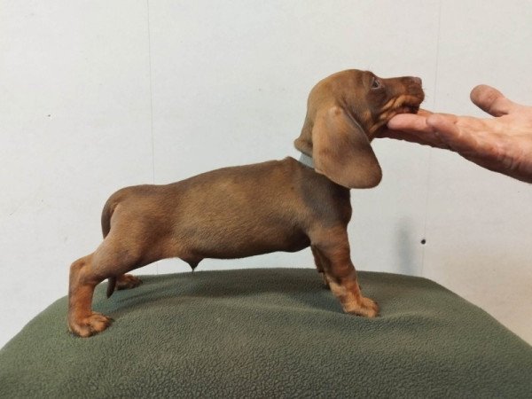 Szálkás szőrű tacskó