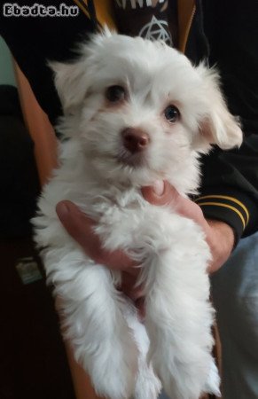 Bichon Havanese