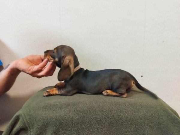 Szálkás szőrű tacskó