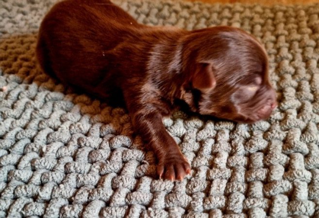 Yorkshire terrier