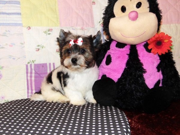 Biewer Yorkshire Terrier Yorki