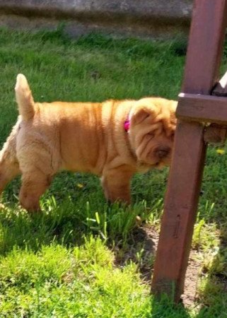 Shar pei sharpei shar-pei