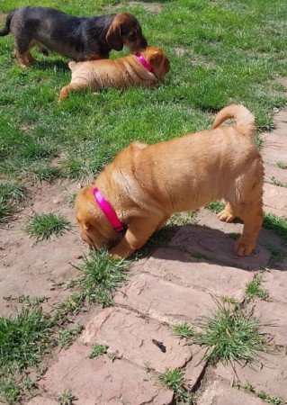 Shar pei sharpei shar-pei