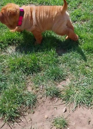 Shar pei sharpei shar-pei