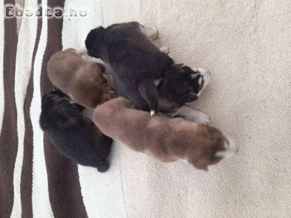 Szibériai Husky kölykök eladók!