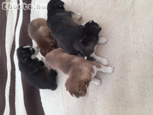 Szibériai Husky kölykök eladók!
