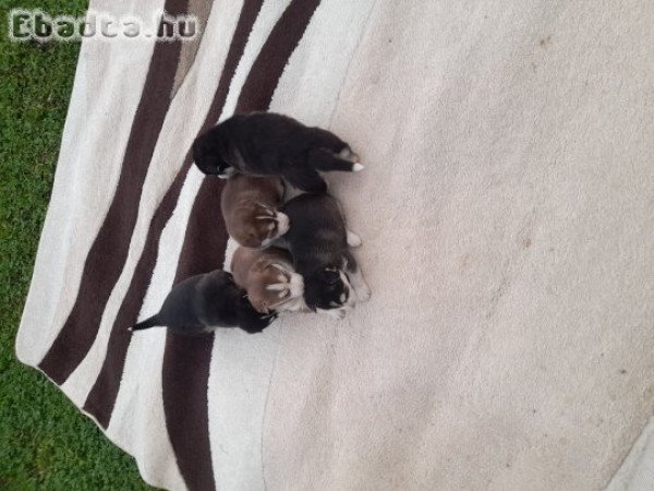 Szibériai Husky kölykök eladók!