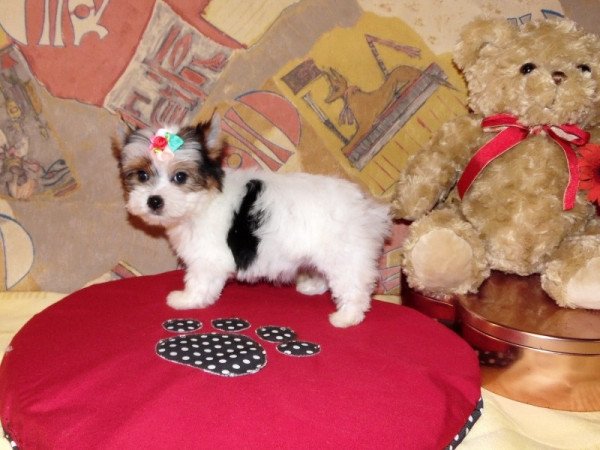 Biewer Yorkshire Terrier Yorki