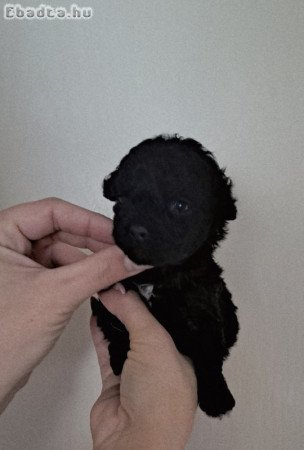 Toy maltipoo kislány