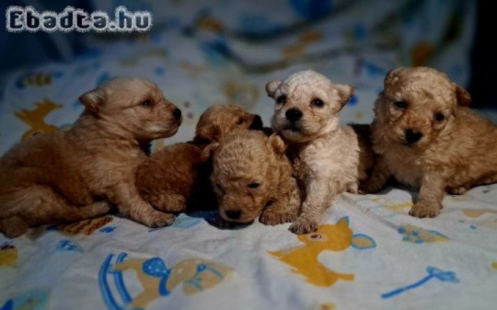 Mikulás maltipoo babák