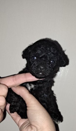 Máltai+uszkár=Maltipoo havanese bichon