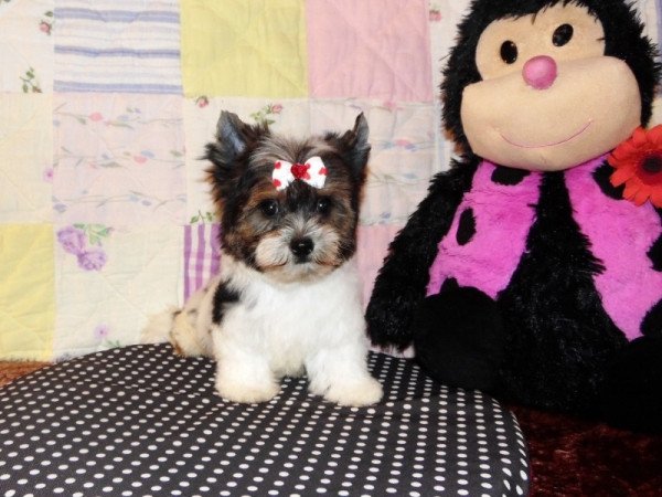 Biewer Yorkshire Terrier Yorki