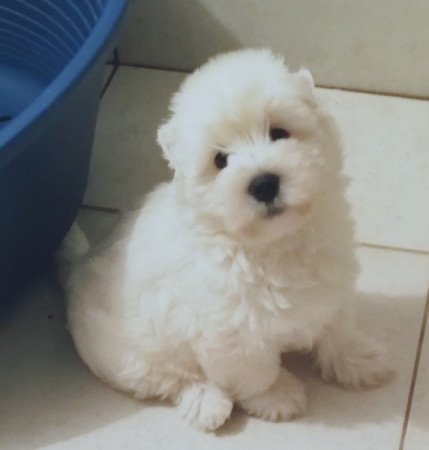 West highland white terrier