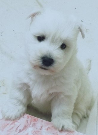 West highland white terrier