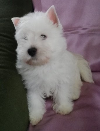 West highland white terrier