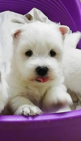 West highland white terrier