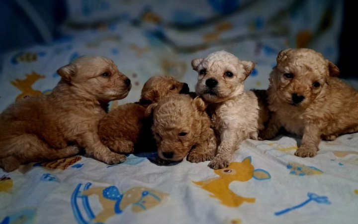 Máltai+uszkár=Maltipoo havanese bichon