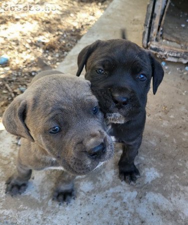 Cane corso kiskutyák azonnal