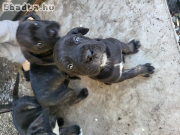 Cane corso kiskutyák azonnal