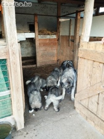 Sarplaninac babyk keresnek szerető gazdit.