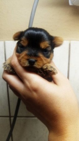 Yorkshire terrier