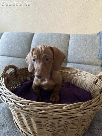 Tacskó kölykök költöznének