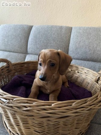 Tacskó kölykök költöznének