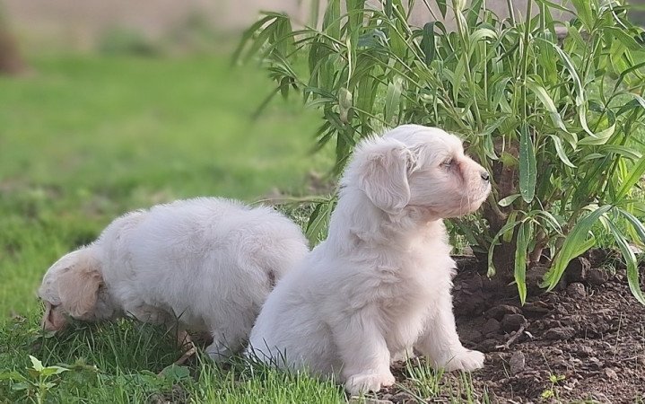 Bichon havanese