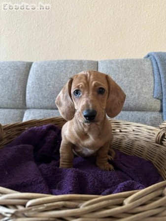 Tacskó kölykök költöznének